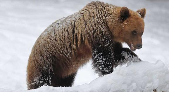 Vadon élő medve tört be a marosvásárhelyi állatkertbe