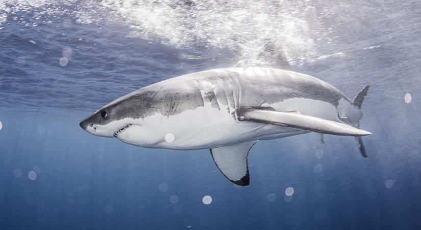 Rendkívül védett cápa húsát ette meg egy videón egy kínai blogger