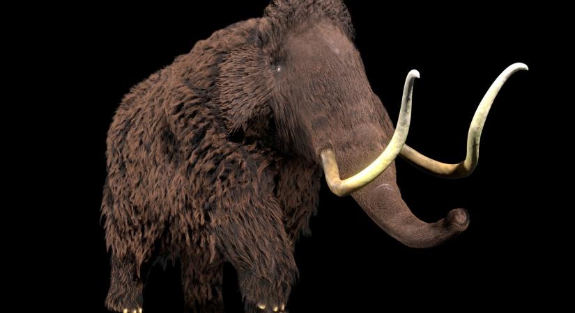 2027-re feltámasztanák a gyapjas mamutot, állítja egy dallasi cég