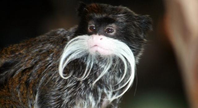 Most két majomnak veszett nyom a rejtélyes eltűnésekkel megvert állatkertből
