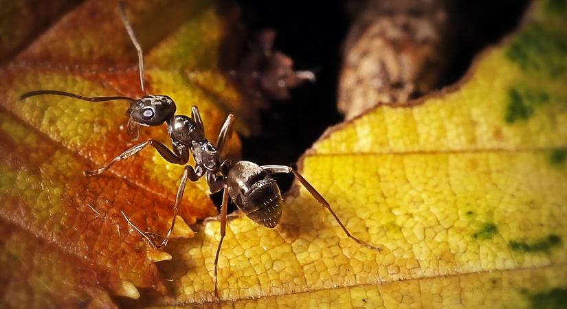 Betanított hangyák segíthetik a korai rákdiagnózist