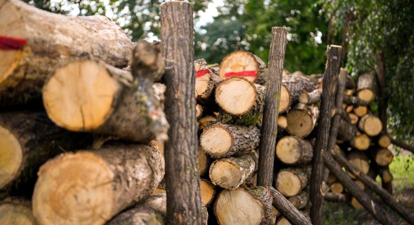 Tűzifaprogram: kár volt a hisztériáért, a hatalmas igény sem veszélyezteti az erdőket