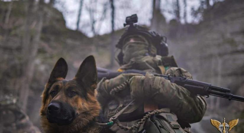 Egy német juhász lett az ukrán fegyveres erők kabalája
