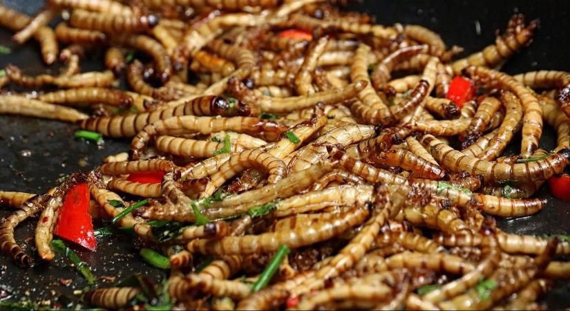 Jelölés nélkül nem tartalmazhatnak „tücsköt, bogarat” az élelmiszerek