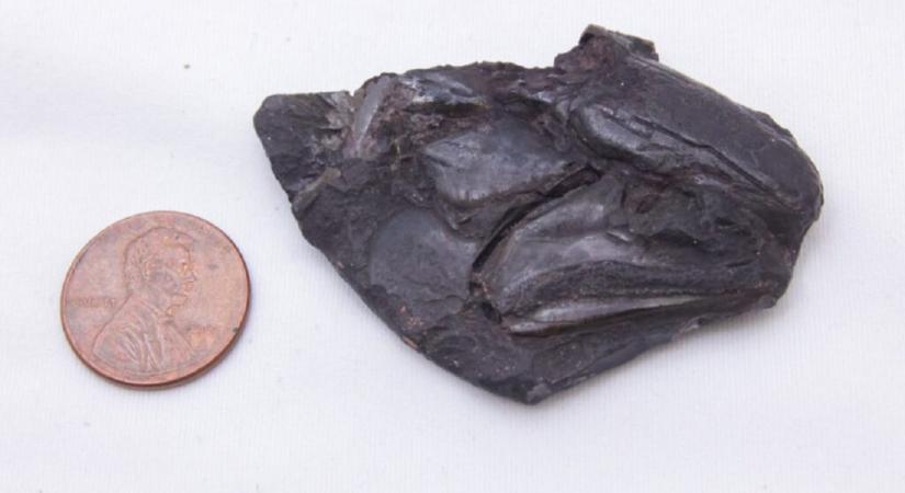 319 millió éves agyra bukkantak