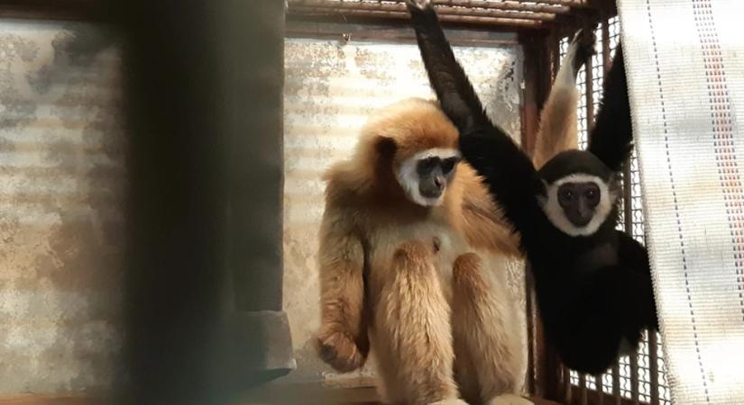 Szeplőtelen fogantatás helyett gibbon-gloryhole állt a rejtélyes japán majomvemhesség mögött