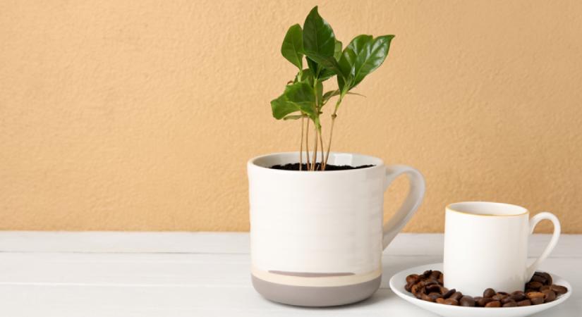Saját termést szeretnél? Íme a tökéletes útmutató a kávécserje gondozásához: sokkal egyszerűbb, mint gondolnád