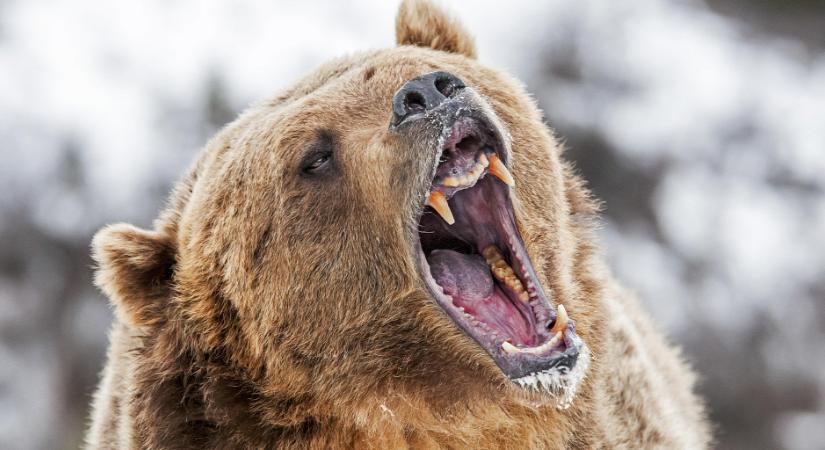 Vadon élő medve tört be egy állatkertbe