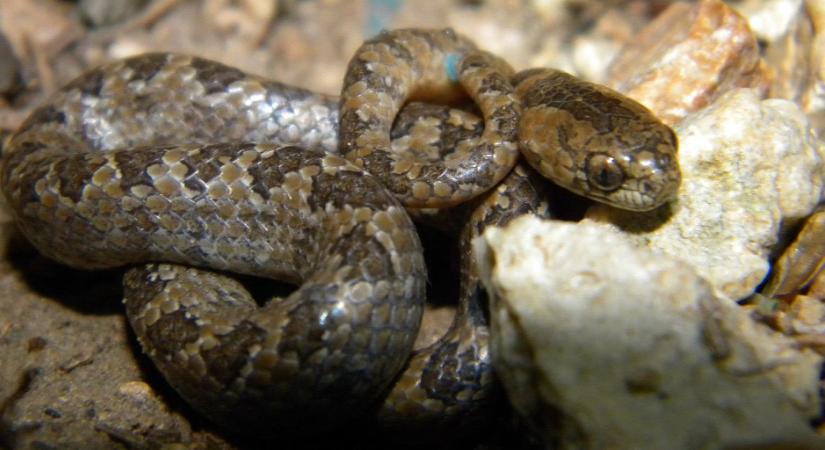 Veszélybe kerültek a kígyók Dél-Amerikában, féktelen pusztítás fenyeget