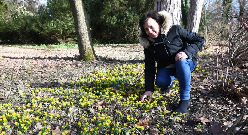 Apró virágok hirdetik a tavaszt a Tiszakürti Arborétumban