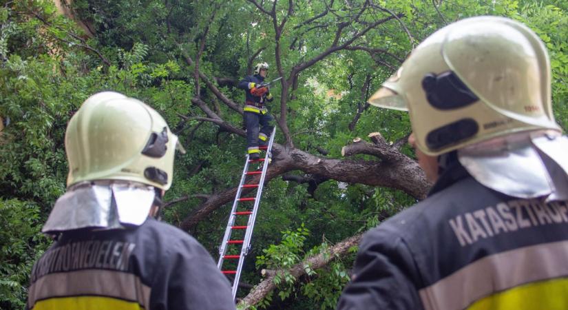 Leszakadt faágak adnak munkát a nógrádi tűzoltóknak