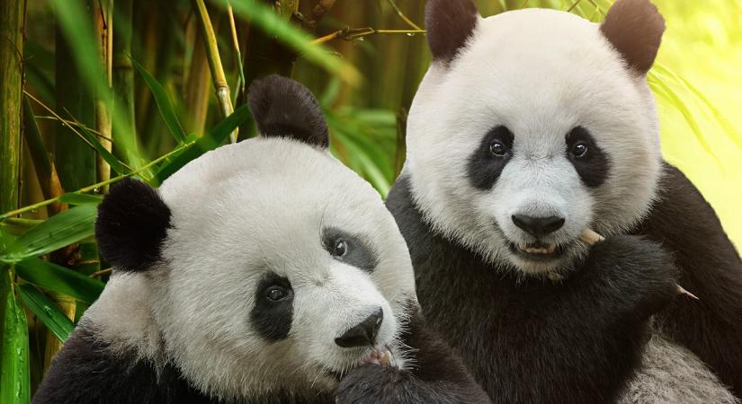 Finnország hazapaterolja a pandákat Kínába