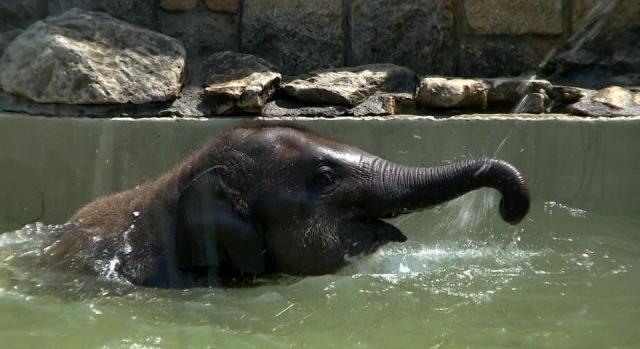 Életveszélyes betegség támadta meg, de már jól van Samu, az állatkert kiselefántja