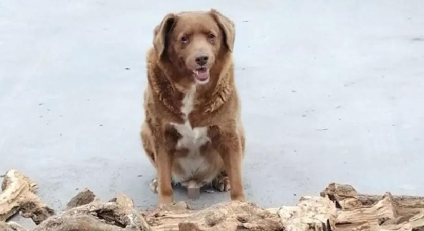 Harmincadik születésnapját ünnepeli minden idők legöregebb kutyája