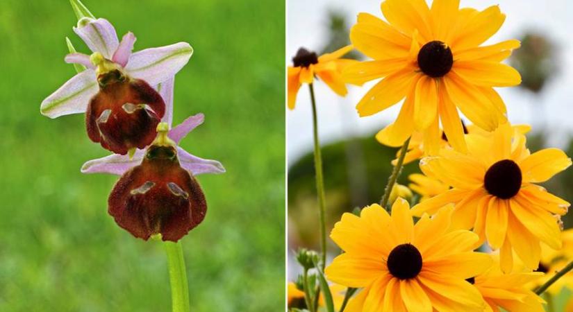 Mutatunk 2 hazai virágot, az egyik 250 ezer forintot ér: jól ismered a védett növényeket?