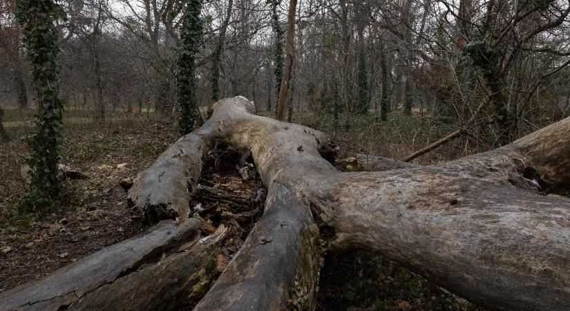 Nem hanyagság vagy pénzhiány az oka, hogy a parkokban hagyják az elpusztult fákat