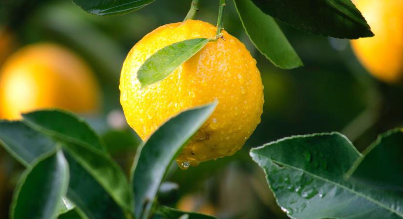 Citrusok nyomában: a petitgraintől az édesnarancsig