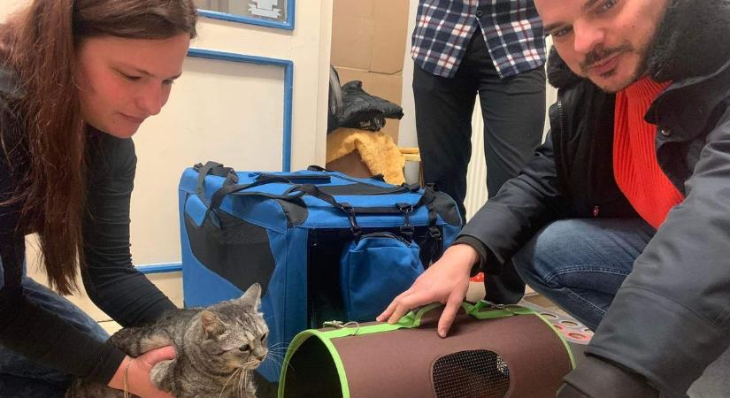 Együtt költözött új családhoz a két beteg cica