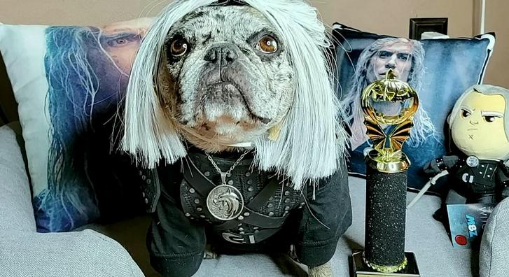 Ez a francia bulldog Henry Cavill legnagyobb rajongója, aki Vajákos plüssel alszik
