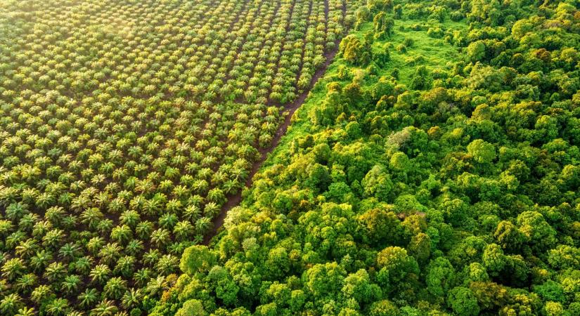 Nagy bajban az élelmiszeripar: részlegesen felfüggeszti a kulcsfontosságú alapanyag exportját a világ egyik legnagyobb termelője