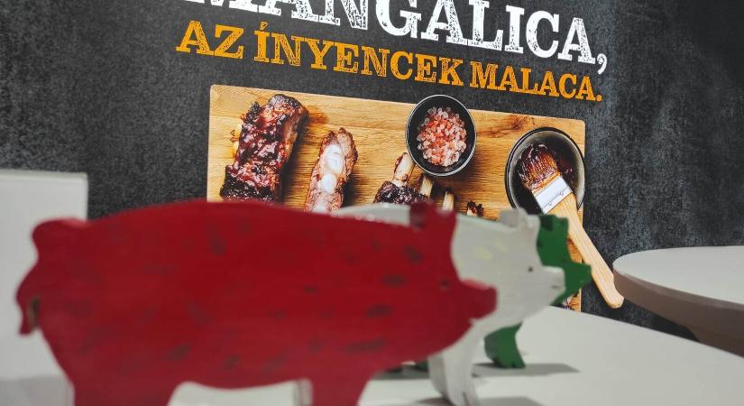Játékkal és kóstoltatással népszerűsítik a mangalicahúst