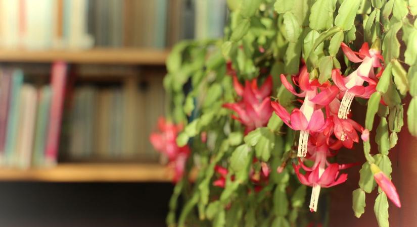 Így virít a februári karácsonyi kaktusz a könyvtárban