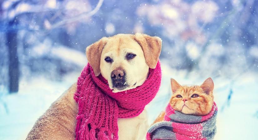 Zord hideg – Így vigyázz az állatokra
