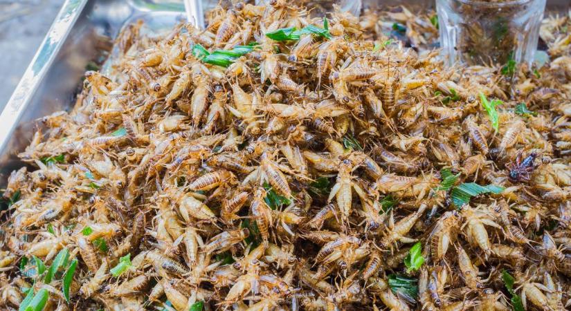 Tücsköt-bogarat összehordunk: tényleg a rovarok oldják meg az élelmiszerválságot? A szakértő válaszol – Van egy nagy kockázat, amelyre kevesen gondolnak