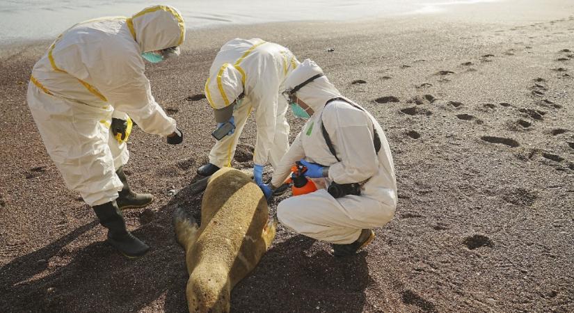 Több száz elpusztult perui oroszlánfóka szervezetében találtak madárinfluenzát