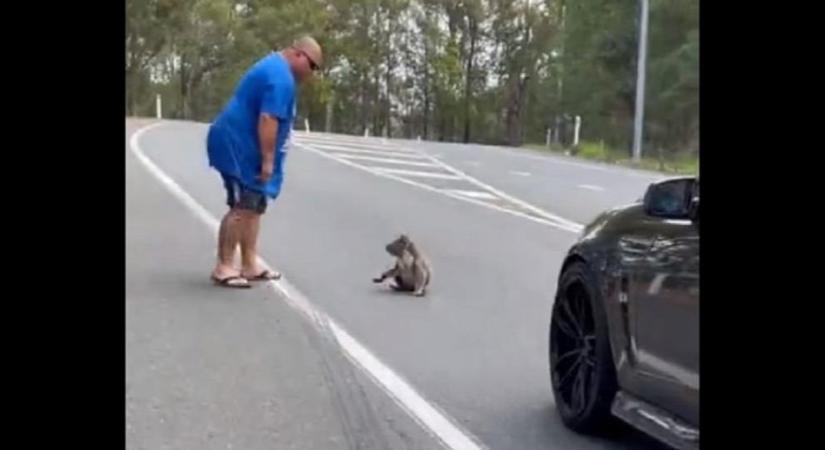 Egy harcias koala állította meg a forgalmat Ausztráliában - videó