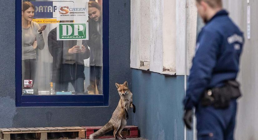 Őrült hajsza Budapest utcáin: a rendőrség követte a fővárosba tévedt rókát, Józsefvárosban ért véget a kaland