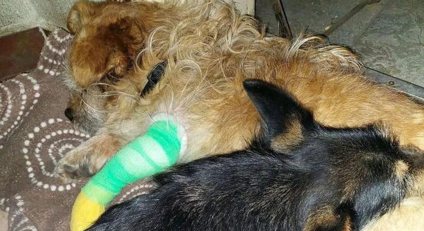 Életmentő műtéten esett át Nody, a pórul járt kutyus