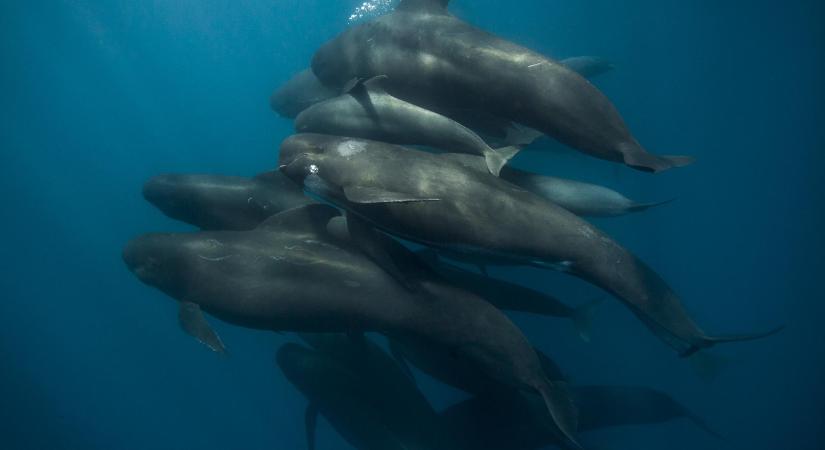 Tizenegy, partra vetődött gömbölyűfejű delfint mentettek meg Srí Lankán