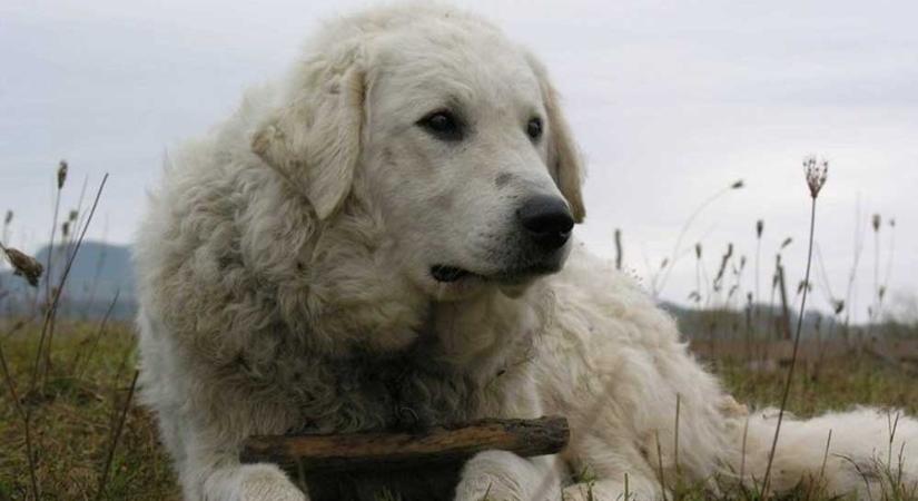 “Erőn felül küzdöttek érte, de sajnos nem sikerült megmenteni” – a margitszigeti eset után Dunakeszin is megmérgeztek egy kutyát