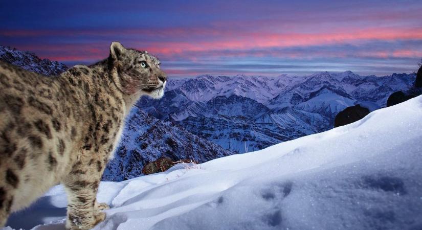 Csodaszép hópárducos képpel nyerte el az Év természetfotósa díjat egy német fényképész