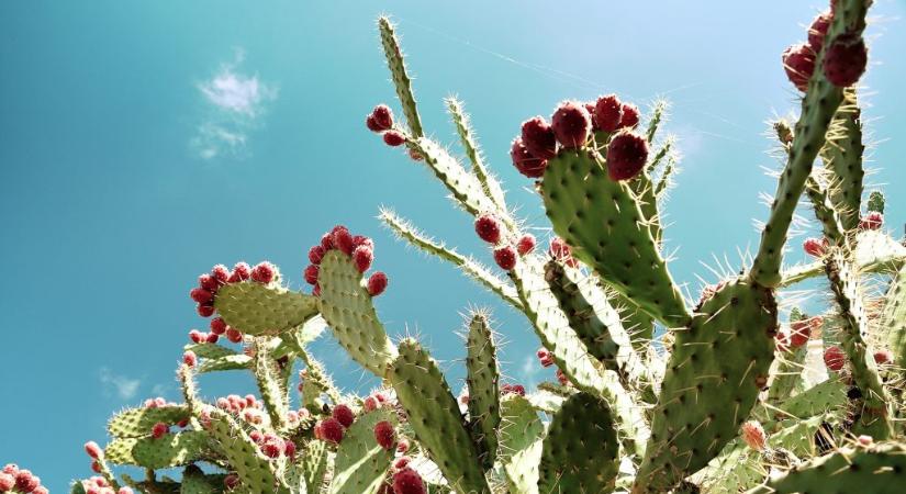 Kaktuszok nőnek a Svájci-Alpokban