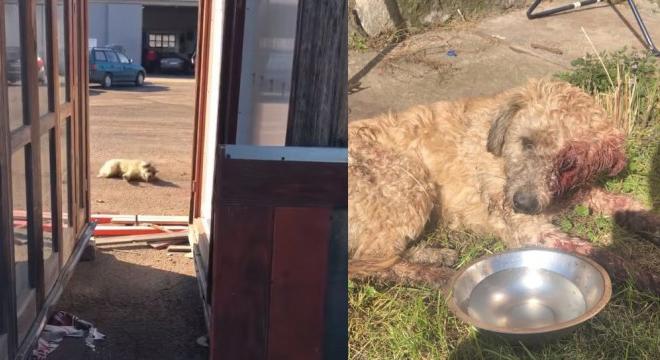Döbbenetes állatkínzás Füzesabonyban: fejbe lőttek egy kutyát egy állattartó telepen – FOTÓK