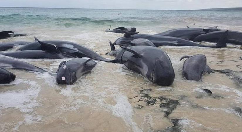 Sikerült megmenteni tizenegy partravetődött gömbölyűfejű delfint