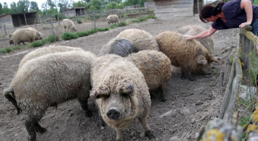 Zsírosabb, ám ízben a mangalica a jobb