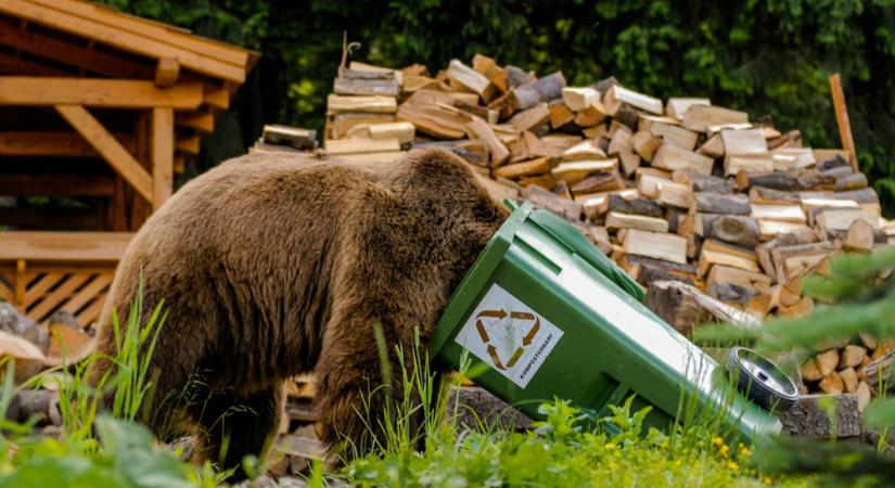 Keresik a Miskolcon észlelt medvét