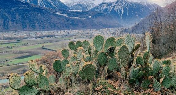 Kaktuszok nőnek a Svájci-Alpokban, veszélyben a hegység ökoszisztémája