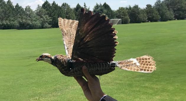 Kitömött madarakból csinálnak kémrepülőgépet a New Mexico Tech mérnökei