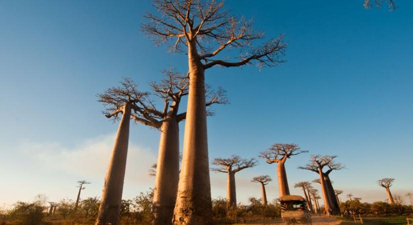 A természet kincses szigete: Madagaszkár