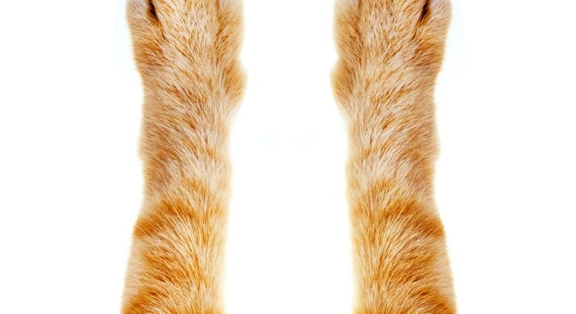 Kétezer macskatetemet és több száz élő macskát találtak egy vietnami vágóhídon