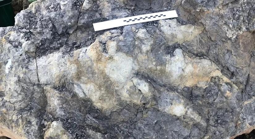 Rekord nagyságú dinoszaurusz lábnyomot találtak