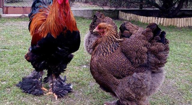 Halálos csirketámadás volt Írországban