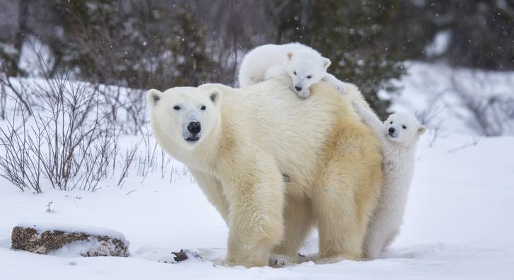 Imádnivalónak ezek a jegesmedve bocsok, ahogy anyjukat mászókának használják
