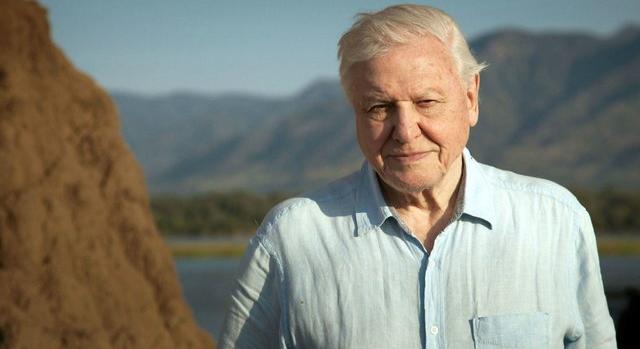 „Nem sok mindent bánok, de ezt az egyet igen” – David Attenborough a karrierjéről vallott