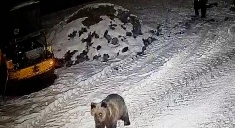 Vadon élő medvék törtek be kukázni a Marosvásárhelyi Állatkertbe