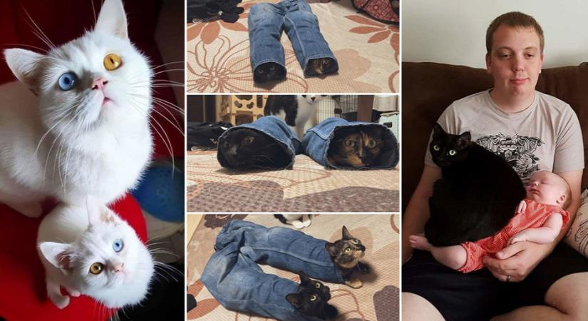 Kacagtató fotók macskákról, melyeket azonnal látnod kell! – Galéria
